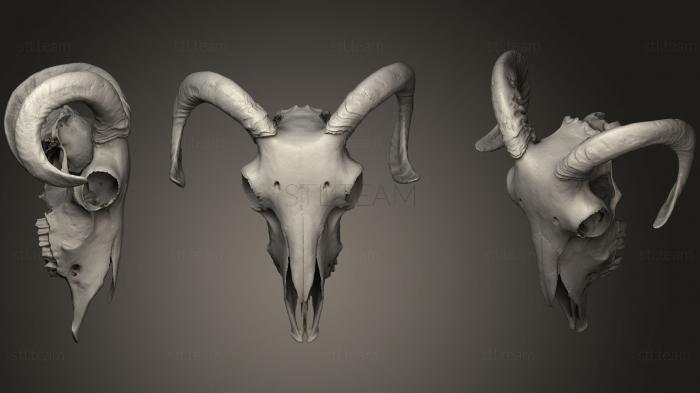 Маски и морды животных Goat Head Bone